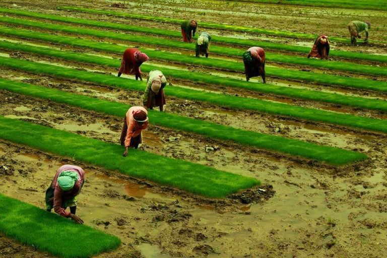 Strengthening Agricultural Extension Karshika Keralam
