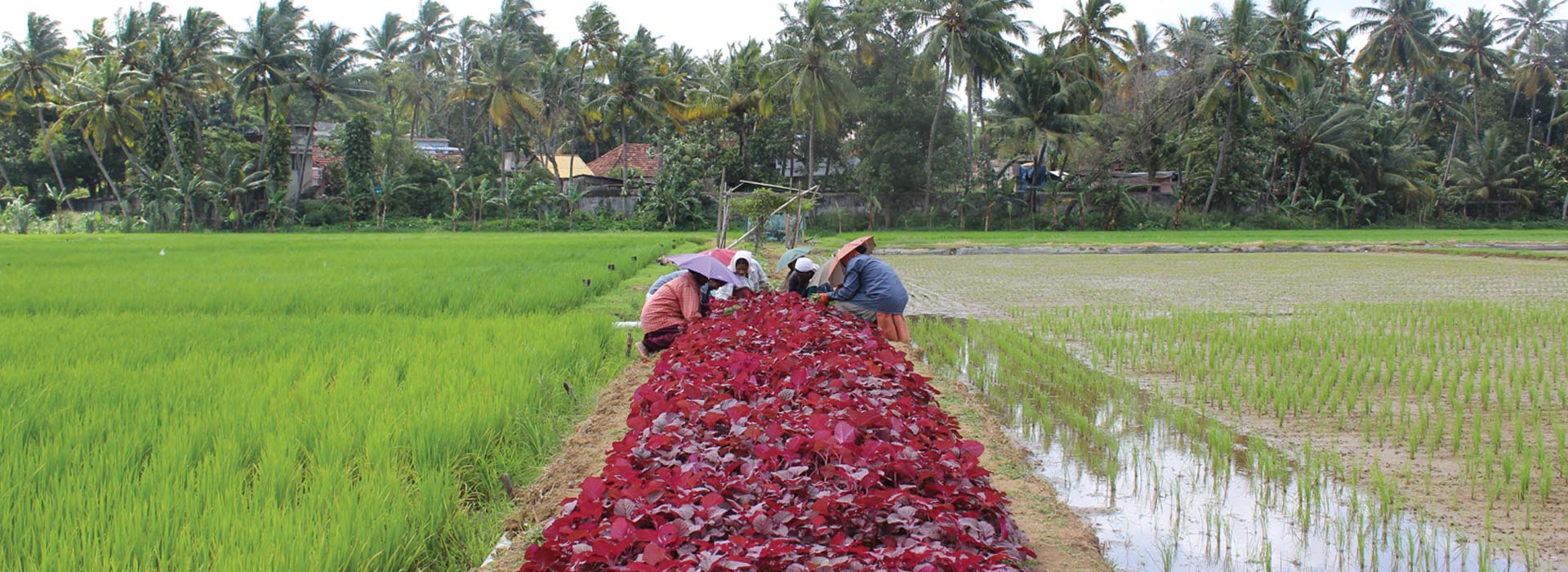 Vayaloram Aquaponics Farm Aluva Kerala - aquaponic